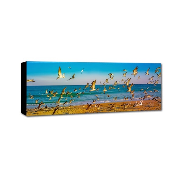 Preston 'Florida Beach Birds' Canvas Art,8x24